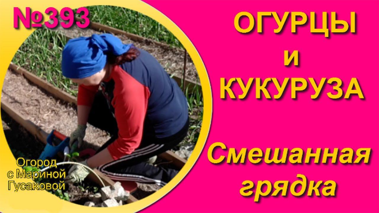 Смешанная Грядка - Смешанные Посадки овощей на Одной Грядке ОГУРЦЫ и КУКУРУЗА