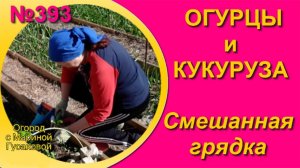 Смешанная Грядка - Смешанные Посадки овощей на Одной Грядке ОГУРЦЫ и КУКУРУЗА