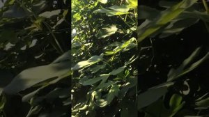 Обрезка и уход за инжиром . ❤️