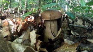 МАССОВЫЙ СБОР БЕЛЫХ ГРИБОВ В ДУБРАВАХ!!! ЛЕТО 2022