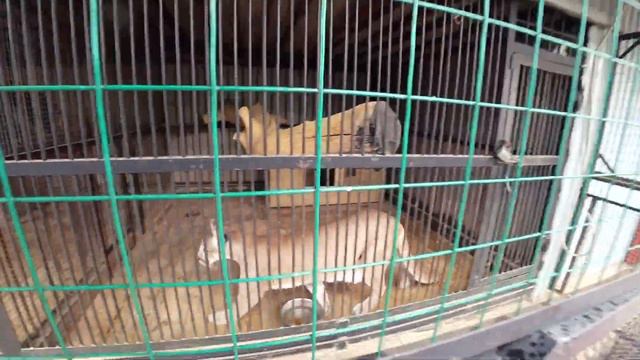 САМАРСКИЙ ЗООПАРК смотреть онлайн