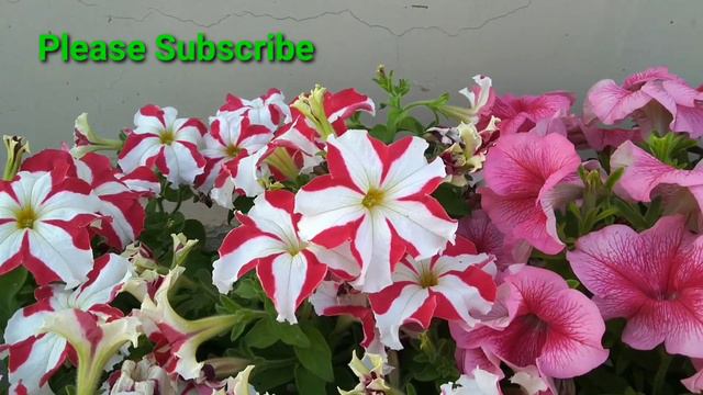 Petunia प्लांट में हजारों फूल पाने की secrect टिप्स || How to care petunia flowers || Petunia care смотреть онлайн