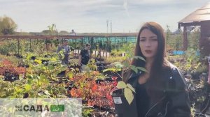 ОПИСАНИЕ СОРТА ЕЖЕМАЛИНЫ ТАЙБЕРРИ