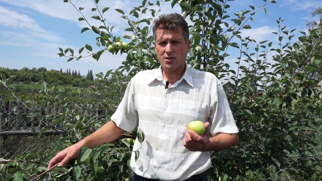 Сорт яблони Конфетное