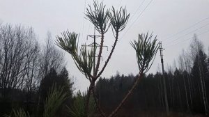 ?Ниваки (садовый Бонсай) из сосны. Создание образа.?