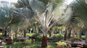 6.30 завтрак в ресторане отеля Sailing Bay Beach Resort 4* Муйне Вьетнам