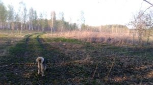 Утро в лесу.Трель соловья.