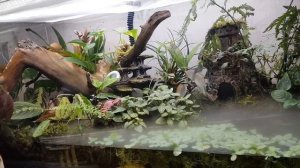 Террариум с лягушками.