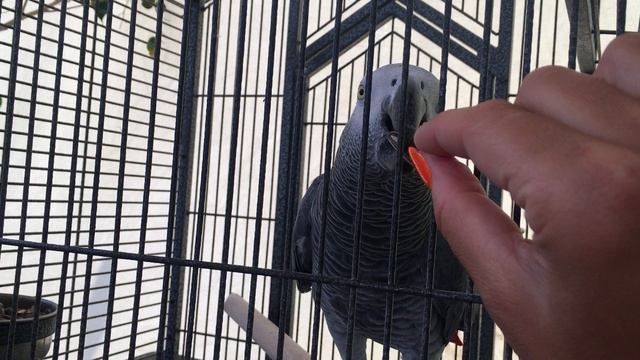 Забавный, общительный попугай Кеша - Алания - июнь 2019 смотреть онлайн