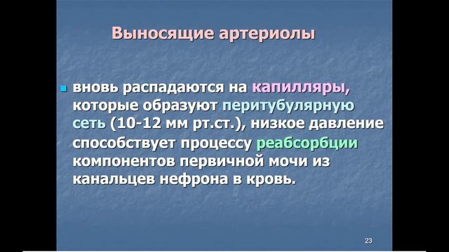 8:00     Система органов мочеобразования и мочевыведения