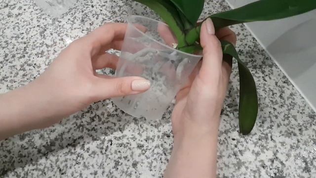 Сгнили корни у орхидеи. Что делать?