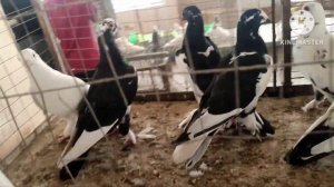 салам алекум кафтар бозо голубятники мира 11.06.23г ринок г Душанбе