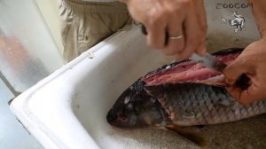 Какую рыбу можно рогаткам? Купили еды на недельку.