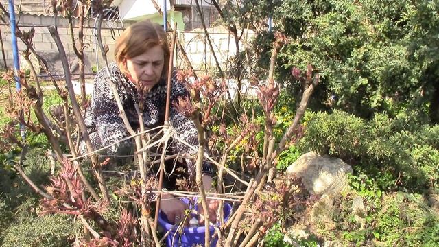 Пион древовидный.  Обрезка и подкормка пиона древовидного весной .