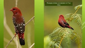 Тигровый астрильд