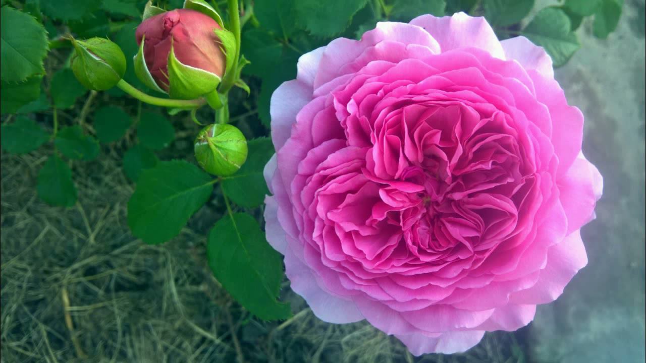 10 советов от немецких розоводов. Нюансы выращивания роз. смотреть онлайн