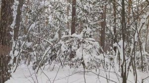 Челябинск зимний лес. ВИА Пламя - Снег Кружится  самая актуальная песня в этом году. 10.01.2024г