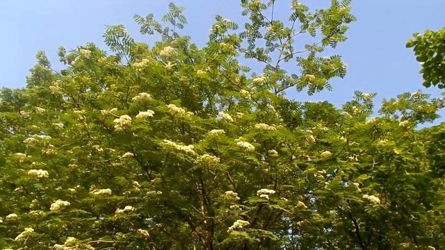 СтерлитамАК!!! Цветущая рябина & 2 & смотреть онлайн