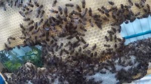 пчелопакет спустя 5 дней Проверяю развитие пересаженных ранее пчелопакетов Карники