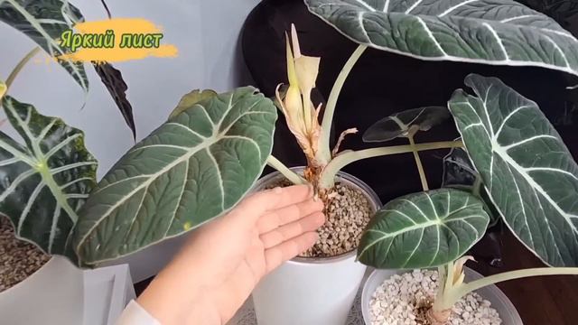 АЛОКАЗИЯ на фитильном поливе или автополиве. Правила ухода: полив, грунт, освещение. смотреть онлайн