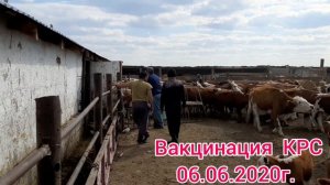 Вакцинация коров (КРС) 06.06.2020г.