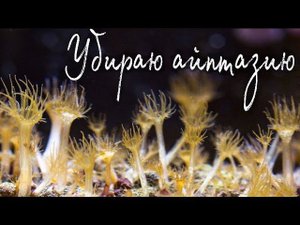 Паразиты в морском аквариуме | Айптазия