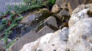 Дом-усадьба в Крыму на участке 40 соток