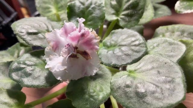 Фиалки, какой сорт выбрать?! смотреть онлайн