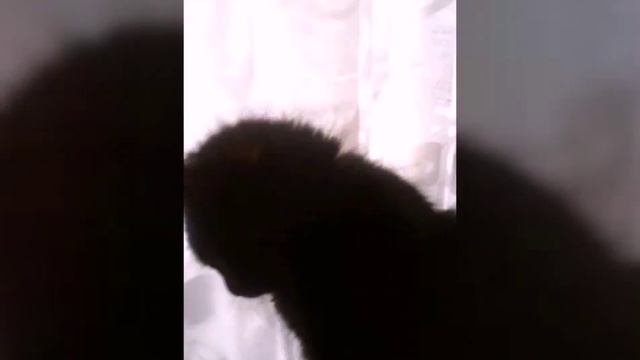 Видео номер 1 . Мой котик ))))) смотреть онлайн