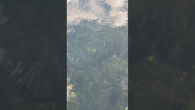 Рыбалка на малой реке. Голавль