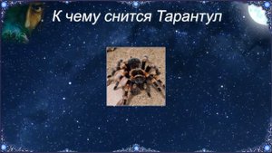 К чему снится Тарантул (Сонник)