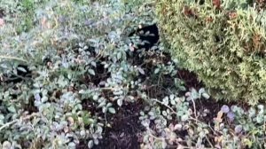 Розы без сорняков / Неожиданное сочетание