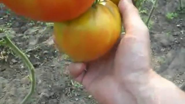 Сорта помидоро