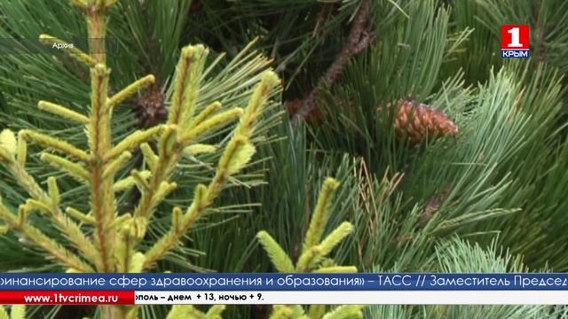 Новый год крымчане будут праздновать без крымской сосны