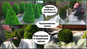 Формировка кроны у хвойных и лиственных растений. Обрезка и прореживание кроны.