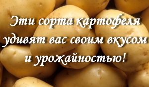 Эти сорта картофеля удивят вас своим вкусом!