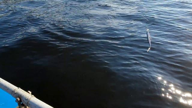 Щуки на воблер.День второй рыбалка 2021 на Кольском полуострове смотреть онлайн