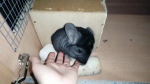 Шиншиллы одичали. Как приручить шиншиллу.