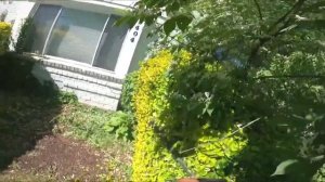 Landscape Like a Pro: How to prune and care for a overgrown Golden Euonymus!