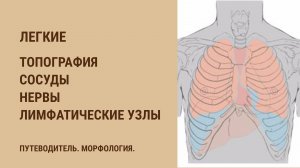 Легкие. Топография. Сосуды, нервы, лимфатические узлы