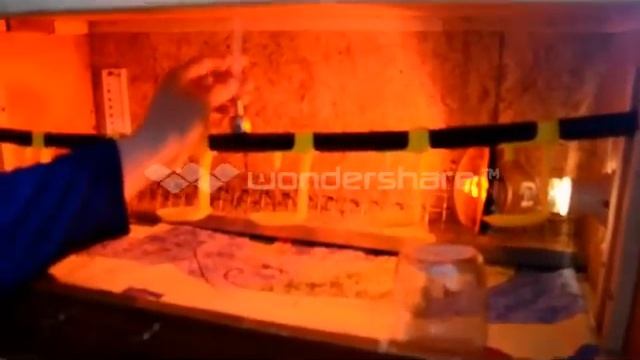 Брудер для перепелов и цыплят. От 1 до 30 дней.