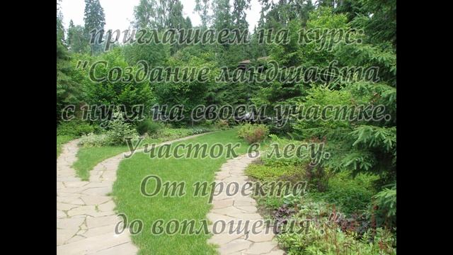 Часть 5. Растения для участка в лесу. смотреть онлайн