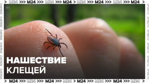 Нашествие клещей зафиксировали в Подмосковье - Москва 24