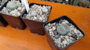 Обзор новых растений.Кактусы и литопсы.