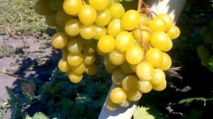 Виноград с мускатом Фрумаосо Албэ