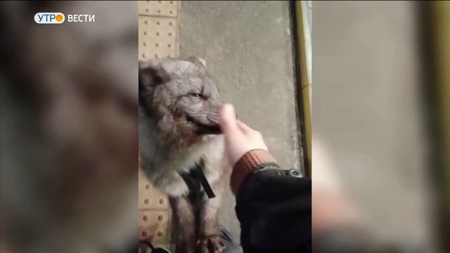 Домашнее животное песец смотреть онлайн