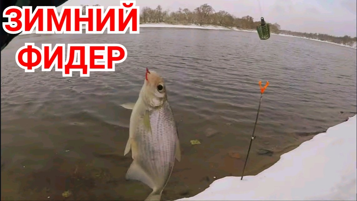 Завораживающая Красота Зимнего Фидера