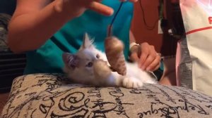 Ragdoll - немного о питании для котёнка Рэгдолл - Royal Canin and Purina ProPLan