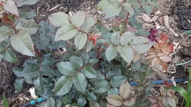 Поникают и сохнут ветки у роз, бутоны не расцветают Питомник роз Полины Козловой rozarium.biz смотреть онлайн