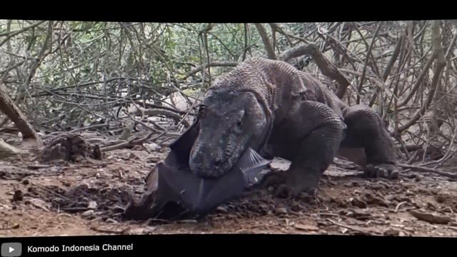 100 Самых Опасных и Ядовитых Рептилий в Мире смотреть онлайн